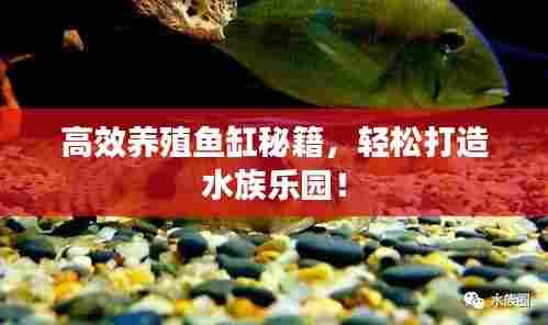 月里嫦娥 第6页