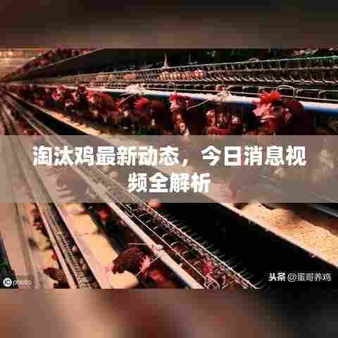 淘汰鸡最新动态，今日消息视频全解析