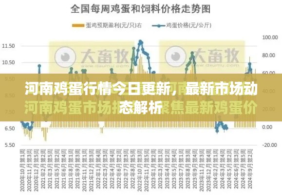 河南鸡蛋行情今日更新，最新市场动态解析