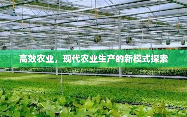 高效农业，现代农业生产的新模式探索
