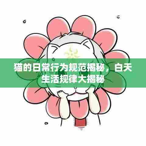 猫的日常行为规范揭秘，白天生活规律大揭秘