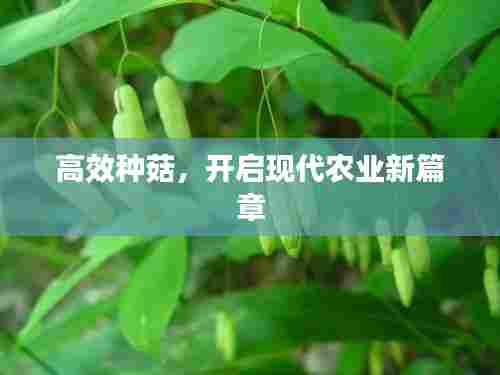 高效种菇，开启现代农业新篇章