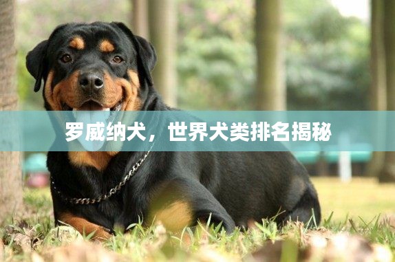 罗威纳犬，世界犬类排名揭秘