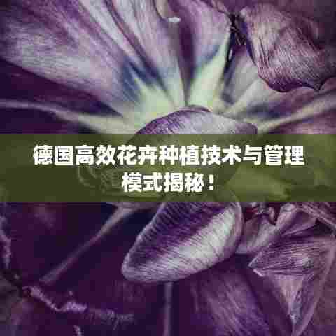 德国高效花卉种植技术与管理模式揭秘！