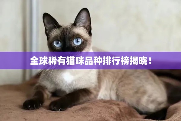 全球稀有猫咪品种排行榜揭晓！