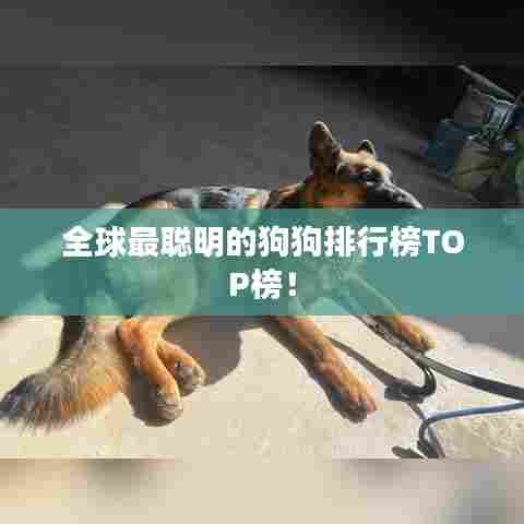 全球最聪明的狗狗排行榜TOP榜！