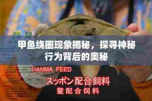 甲鱼绕圈现象揭秘，探寻神秘行为背后的奥秘