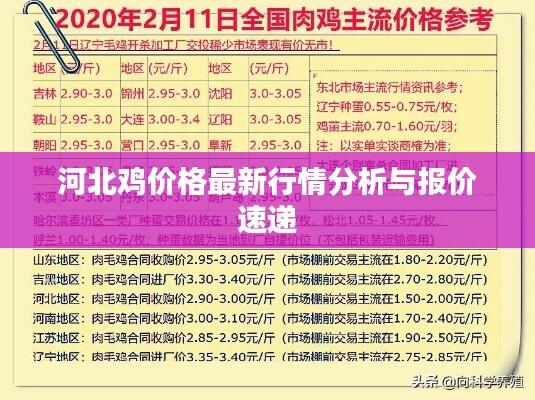 河北鸡价格最新行情分析与报价速递