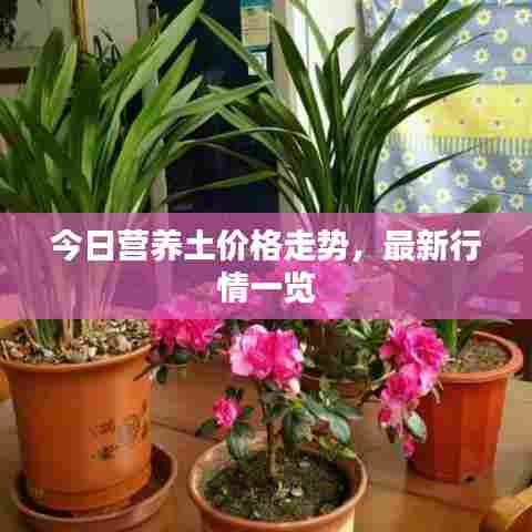 展翅高飞 第6页