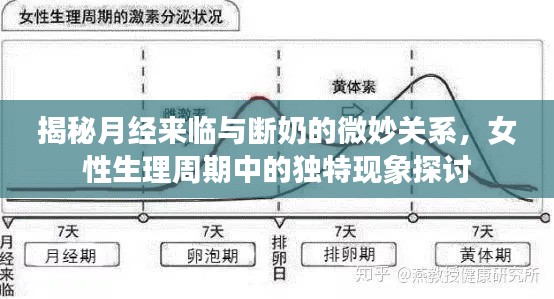 揭秘月经来临与断奶的微妙关系,女性生理周期中的独特现象探讨