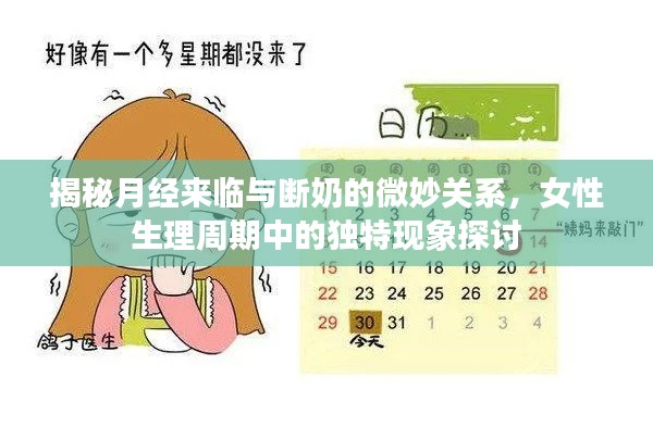 揭秘月经来临与断奶的微妙关系,女性生理周期中的独特现象探讨