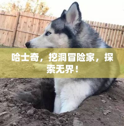 哈士奇，挖洞冒险家，探索无界！