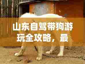 山东自驾带狗游玩全攻略，最新景点大解析