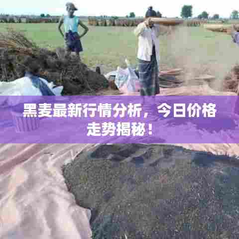 黑麦最新行情分析，今日价格走势揭秘！