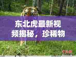 东北虎最新视频揭秘，珍稀物种的神秘踪迹探索
