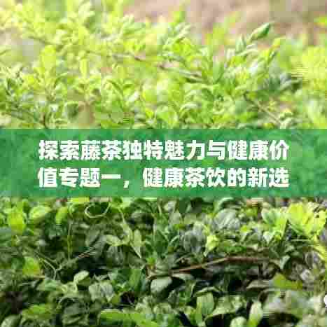 探索藤茶独特魅力与健康价值专题一，健康茶饮的新选择