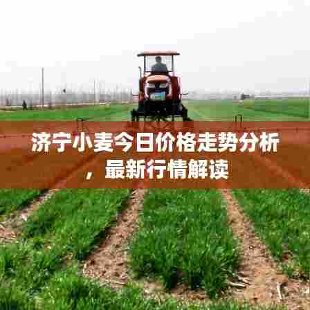 济宁小麦今日价格走势分析，最新行情解读