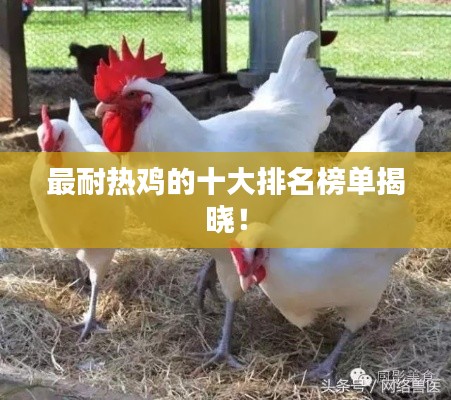 最耐热鸡的十大排名榜单揭晓！
