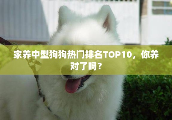 家养中型狗狗热门排名TOP10，你养对了吗？