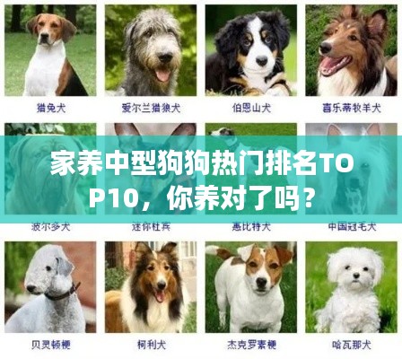 家养中型狗狗热门排名TOP10,你养对了吗?