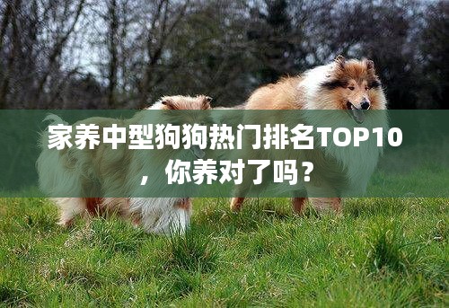 家养中型狗狗热门排名TOP10,你养对了吗?
