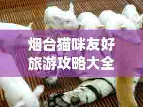 烟台猫咪友好旅游攻略大全！必玩景点一网打尽！