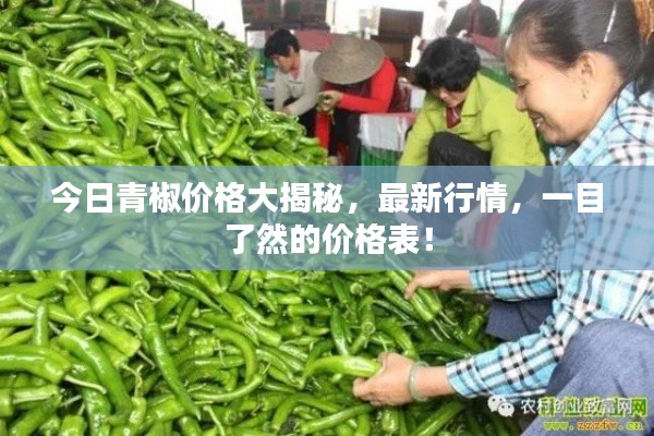 今日青椒价格大揭秘，最新行情，一目了然的价格表！