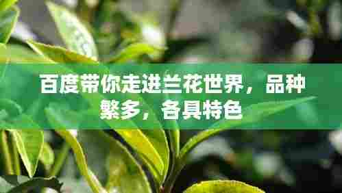 百度带你走进兰花世界，品种繁多，各具特色