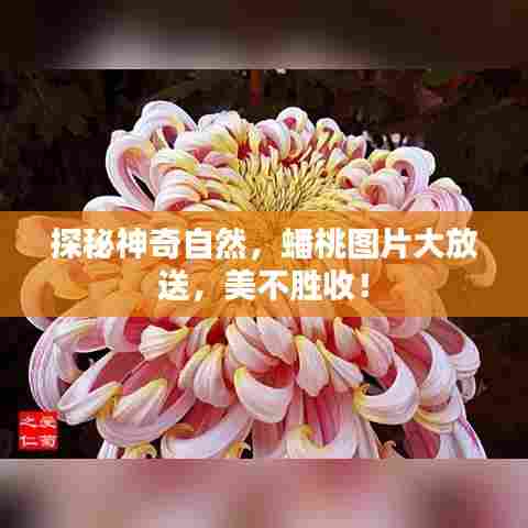 探秘神奇自然，蟠桃图片大放送，美不胜收！