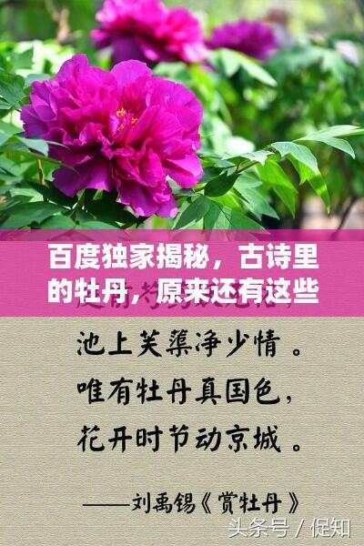 百度独家揭秘，古诗里的牡丹，原来还有这些别称！