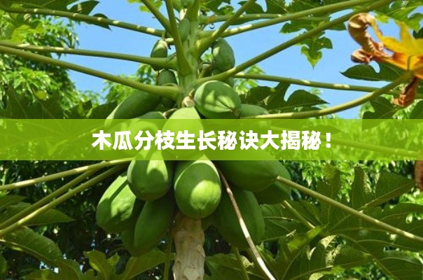 张灯结彩 第6页