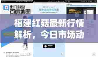 福建红菇最新行情解析，今日市场动态一网打尽
