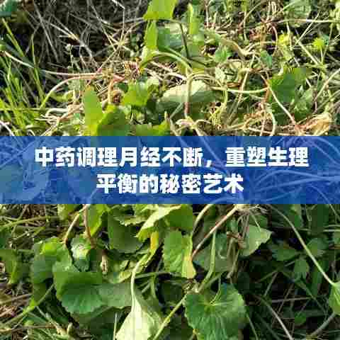 中药调理月经不断，重塑生理平衡的秘密艺术