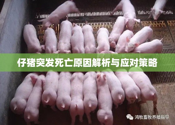 仔猪突发死亡原因解析与应对策略