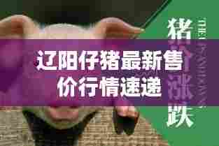 辽阳仔猪最新售价行情速递