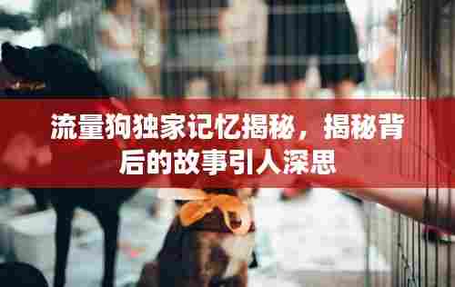 流量狗独家记忆揭秘，揭秘背后的故事引人深思