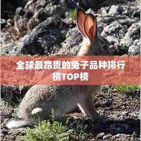 全球最昂贵的兔子品种排行榜TOP榜