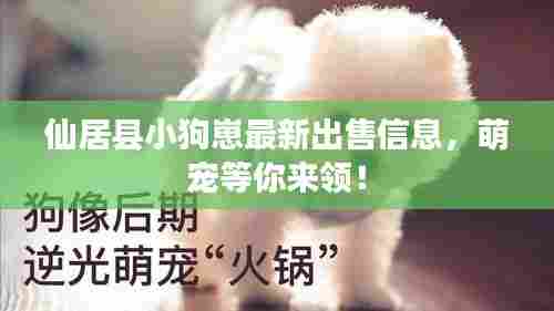 仙居县小狗崽最新出售信息，萌宠等你来领！
