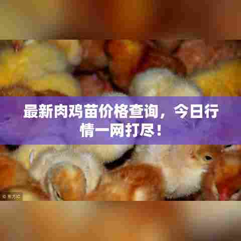 最新肉鸡苗价格查询，今日行情一网打尽！