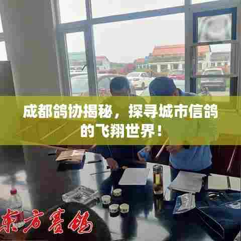 成都鸽协揭秘，探寻城市信鸽的飞翔世界！