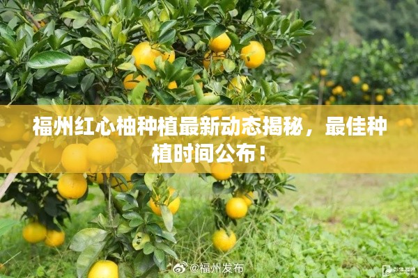 福州红心柚种植最新动态揭秘，最佳种植时间公布！