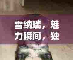 雪纳瑞,魅力瞬间,独特风采,不容错过!