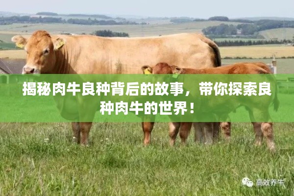 揭秘肉牛良种背后的故事，带你探索良种肉牛的世界！