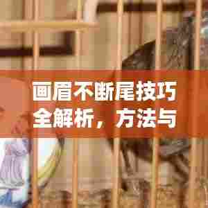 画眉不断尾技巧全解析，方法与注意事项一网打尽