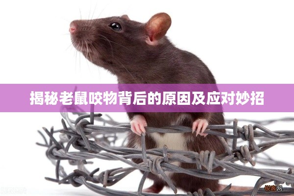 揭秘老鼠咬物背后的原因及应对妙招