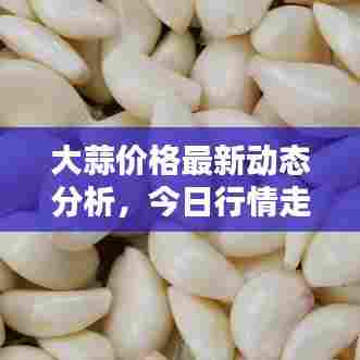 大蒜价格最新动态分析，今日行情走势一网打尽！