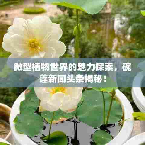 微型植物世界的魅力探索，碗莲新闻头条揭秘！