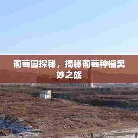 葡萄园探秘，揭秘葡萄种植奥妙之旅