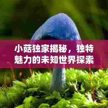 小菇独家揭秘，独特魅力的未知世界探索