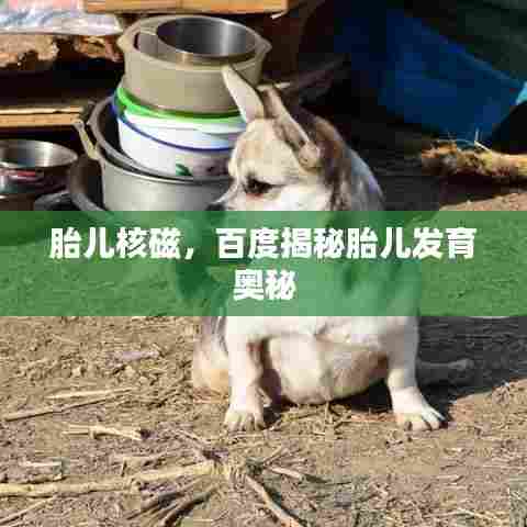 胎儿核磁，百度揭秘胎儿发育奥秘